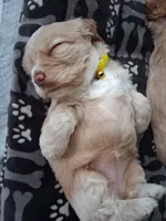 Hazel, a female Cocker Spaniel for sale in Montevallo, AL – 2 of 2