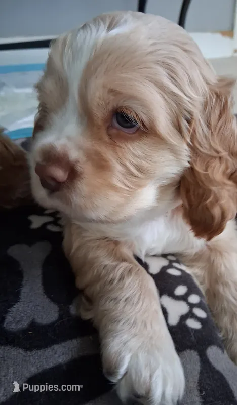 Barron – Cocker Spaniel puppy for sale in Montevallo, AL