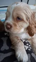 Barron, a male Cocker Spaniel for sale in Montevallo, AL – 1 of 2
