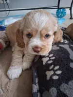 Olivia, a female Cocker Spaniel for sale in Montevallo, AL – 1 of 1