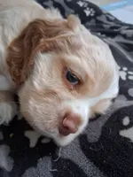 Barron, a male Cocker Spaniel for sale in Montevallo, AL – 2 of 2