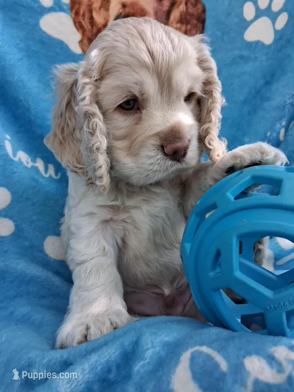 Bentley – Cocker Spaniel puppy for sale in Montevallo, AL