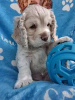 Bentley, a male Cocker Spaniel for sale in Montevallo, AL – Photo 1 of 4