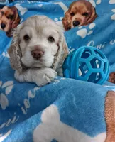 Bentley, a male Cocker Spaniel for sale in Montevallo, AL – Photo 3 of 4