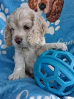 Bentley, a male Cocker Spaniel for sale in Montevallo, AL – Photo 2 of 4