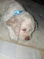 Bentley, a male Cocker Spaniel for sale in Montevallo, AL – Photo 4 of 4