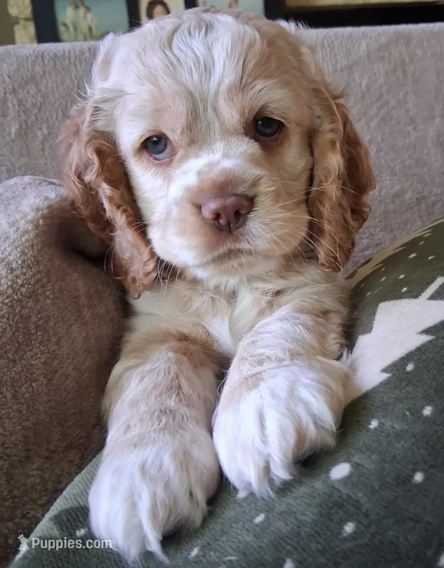 Olivia – Cocker Spaniel puppy for sale in Montevallo, AL