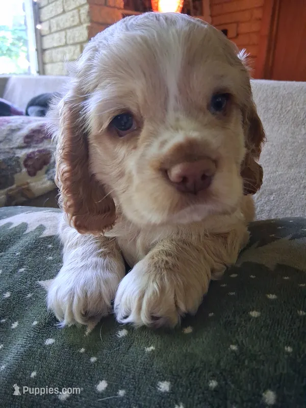 Barron – Cocker Spaniel puppy for sale in Montevallo, AL