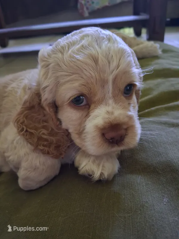 Olivia – Cocker Spaniel puppy for sale in Montevallo, AL