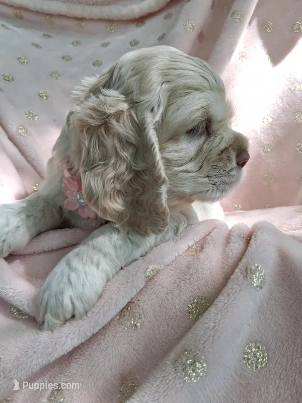 Phoebe – Cocker Spaniel puppy for sale in Montevallo, AL