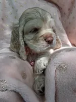 Phoebe, a female Cocker Spaniel for sale in Montevallo, AL – Photo 3 of 5