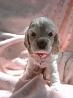 Phoebe, a female Cocker Spaniel for sale in Montevallo, AL – Photo 4 of 5