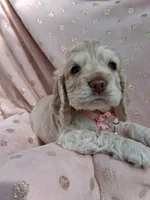 Phoebe, a female Cocker Spaniel for sale in Montevallo, AL – Photo 5 of 5