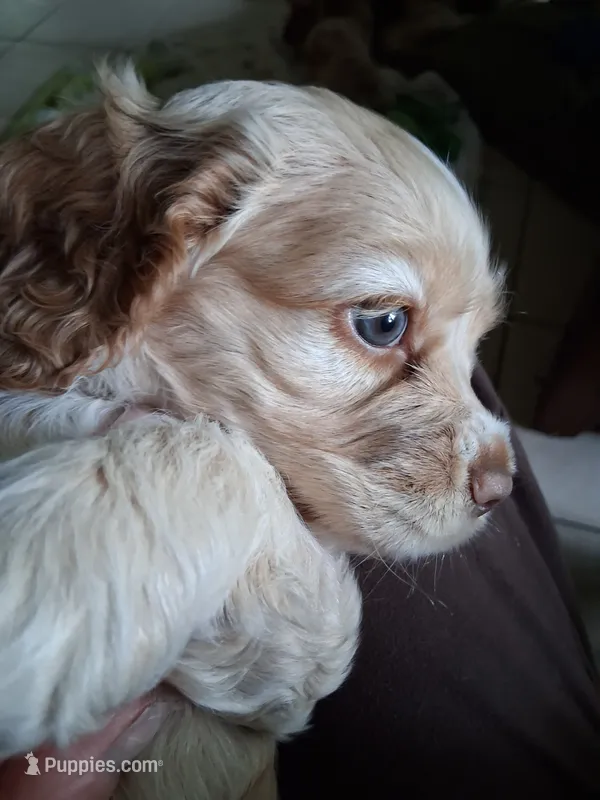 Hazel – Cocker Spaniel puppy for sale in Montevallo, AL