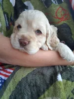 Finn, a male Cocker Spaniel for sale in Montevallo, AL – Photo 2 of 6