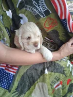 Finn, a male Cocker Spaniel for sale in Montevallo, AL – Photo 3 of 6