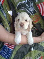 Finn, a male Cocker Spaniel for sale in Montevallo, AL – Photo 1 of 6