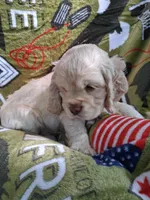 Finn, a male Cocker Spaniel for sale in Montevallo, AL – Photo 6 of 6