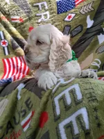 Finn, a male Cocker Spaniel for sale in Montevallo, AL – Photo 5 of 6