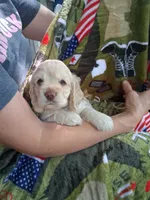 Finn, a male Cocker Spaniel for sale in Montevallo, AL – Photo 4 of 6
