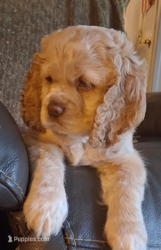 Olivia – Cocker Spaniel puppy for sale in Montevallo, AL