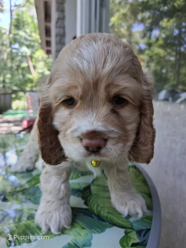 Hazel – Cocker Spaniel puppy for sale in Montevallo, AL