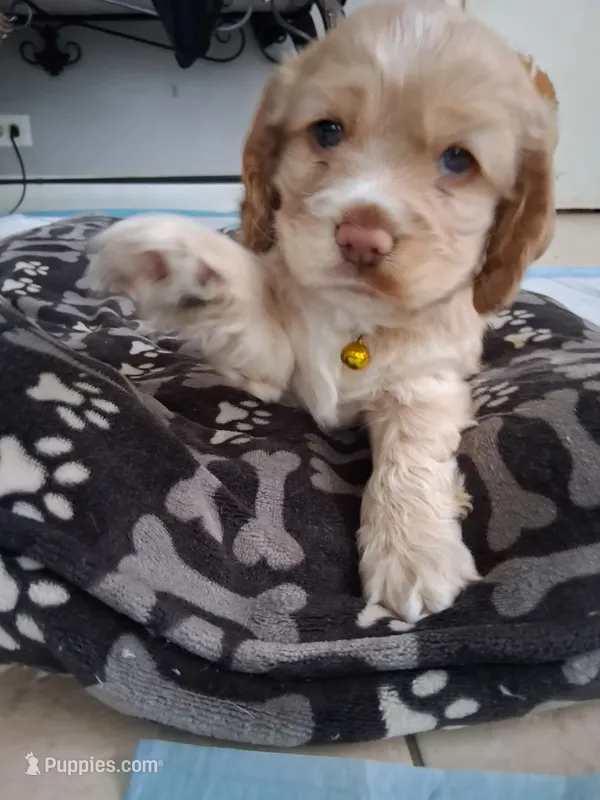 Hazel – Cocker Spaniel puppy for sale in Montevallo, AL