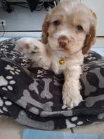 Hazel, a female Cocker Spaniel for sale in Montevallo, AL – 1 of 2