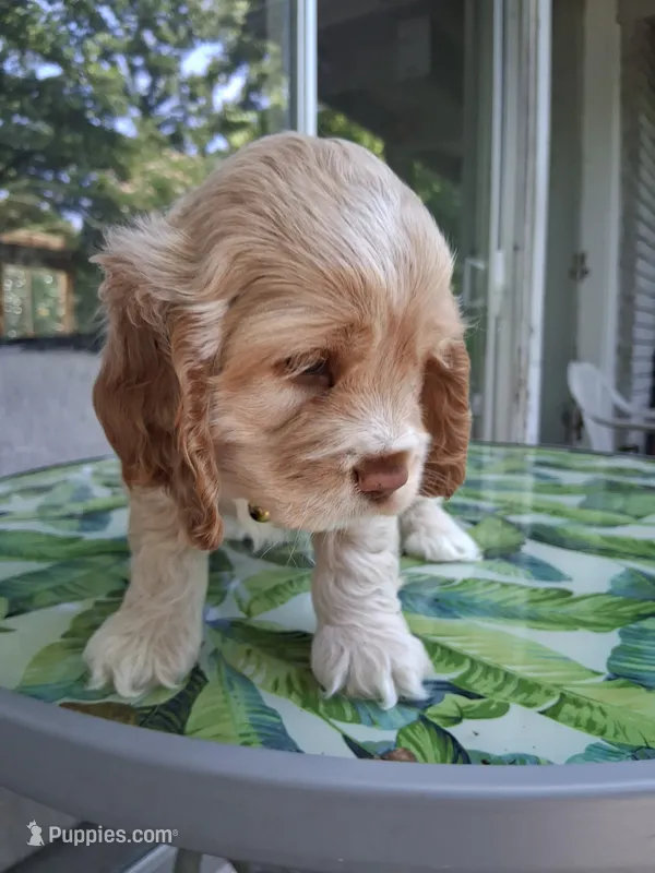Hazel – Cocker Spaniel puppy for sale in Montevallo, AL