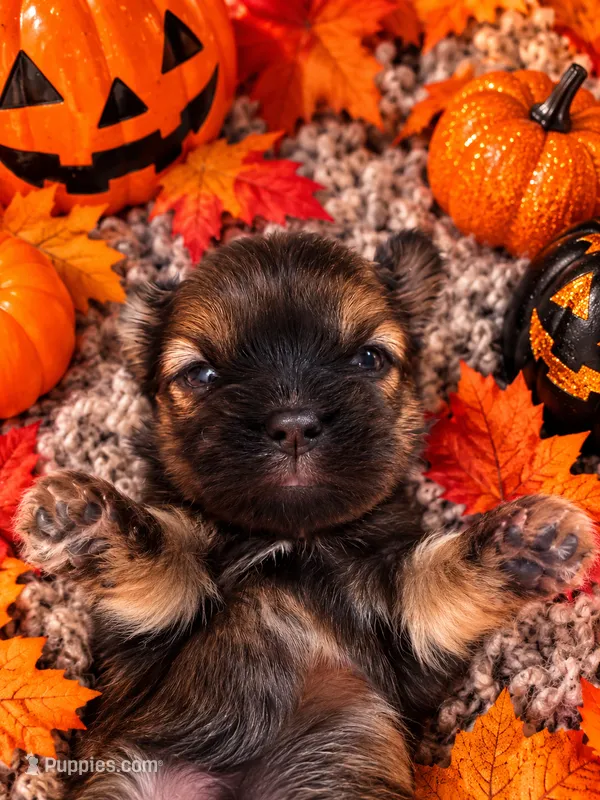 Winnie – Shorkie puppy for sale in Farley, IA