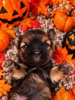 Winnie, a female Shorkie for sale in Farley, IA – 1 of 3