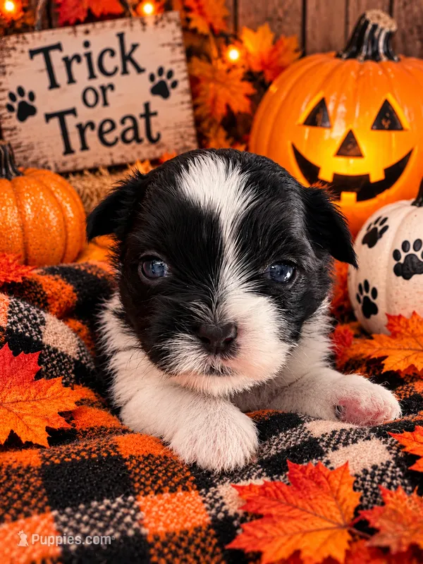 Casper – Shorkie puppy for sale in Farley, IA
