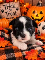 Casper, a male Shorkie for sale in Farley, IA – 1 of 2