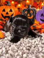 Binx, a male Shorkie for sale in Farley, IA – 2 of 2