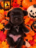 Emily, a female Shorkie for sale in Farley, IA – 3 of 3