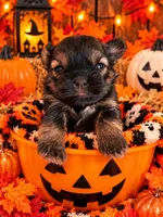 Winnie, a female Shorkie for sale in Farley, IA – 3 of 3