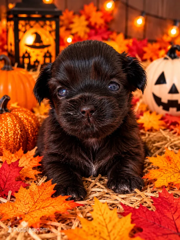 Emily – Shorkie puppy for sale in Farley, IA