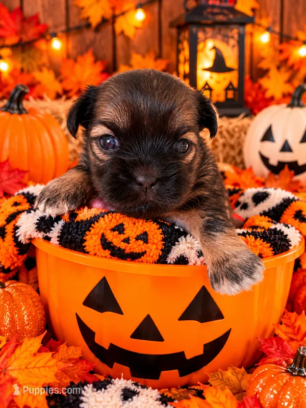 Jack – Shorkie puppy for sale in Farley, IA