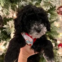 Johnny, a male Poodle - Miniature  for sale in Farley, IA – Photo 3 of 3