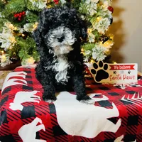 Johnny, a male Poodle - Miniature  for sale in Farley, IA – Photo 2 of 3