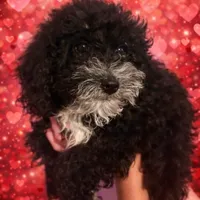 Johnny, a male Poodle - Miniature  for sale in Farley, IA – Photo 1 of 3