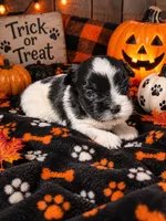 Casper, a male Shorkie for sale in Farley, IA – 2 of 2