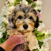 Ginger, a female Poodle - Miniature  for sale in Farley, IA – Photo 2 of 3