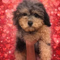 Ginger, a female Poodle - Miniature  for sale in Farley, IA – Photo 1 of 3