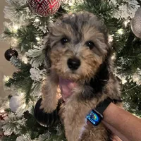 Ginger, a female Poodle - Miniature  for sale in Farley, IA – Photo 3 of 3