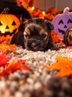 Winnie, a female Shorkie for sale in Farley, IA – 2 of 3