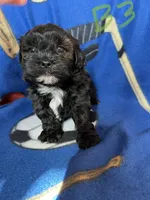 B1, a male Shihpoo for sale in Farley, IA – Photo 1 of 2