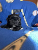 B1, a male Shihpoo for sale in Farley, IA – Photo 2 of 2