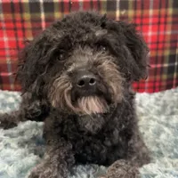 Shania, a female Poodle - Miniature  for sale in Farley, IA – Photo 2 of 2