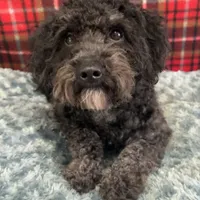 Shania, a female Poodle - Miniature  for sale in Farley, IA – Photo 1 of 2